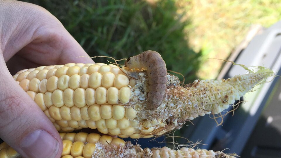 Western Bean Cutworm on an ear of corn.